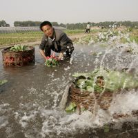 Cultures en Chine