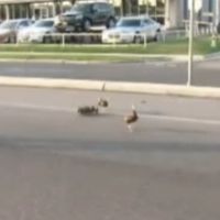 Une cane et ses canetons en ballade à La Crosse