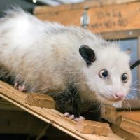 Opossum Qui Louche