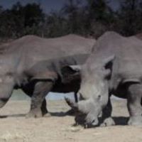 Le rhinocéros en danger
