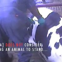 Une vidéo choquante de tortures sur des vaches met la Toile en émoi
