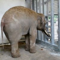 Budi, le nouvel éléphant du zoo d'Anvers