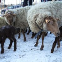 De nouveaux cas de maltraitance animale à Ogy