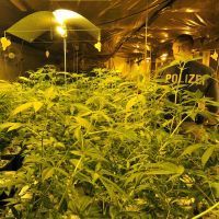 Culture de cannabis aux frontières de la Belgique.