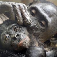 Le bonobo, entre l'homme et le chimpanzé
