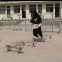 Des ours chinois jouent aux gymnastes
