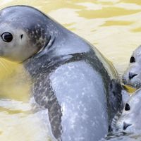 Les bébés phoques américains sont touchés par un nouveau virus de grippe aviaire