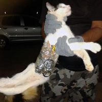 Brésil: un chat spécialement entraîné à l'évasion de prisonniers
