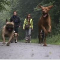 Le pet-sitting est à la mode