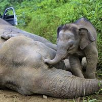 Un jeune éléphant près de la dépouille d'un éléphant pygmée mort,  dans la réserve forestière de Gunung Rara Forest, en Malaisie
