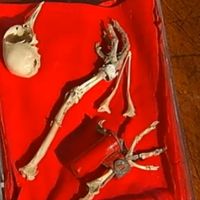 Le message du pigeon XO2 a été rétrouvé... près de 70 ans après