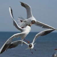 Trop de mouettes à Ostende